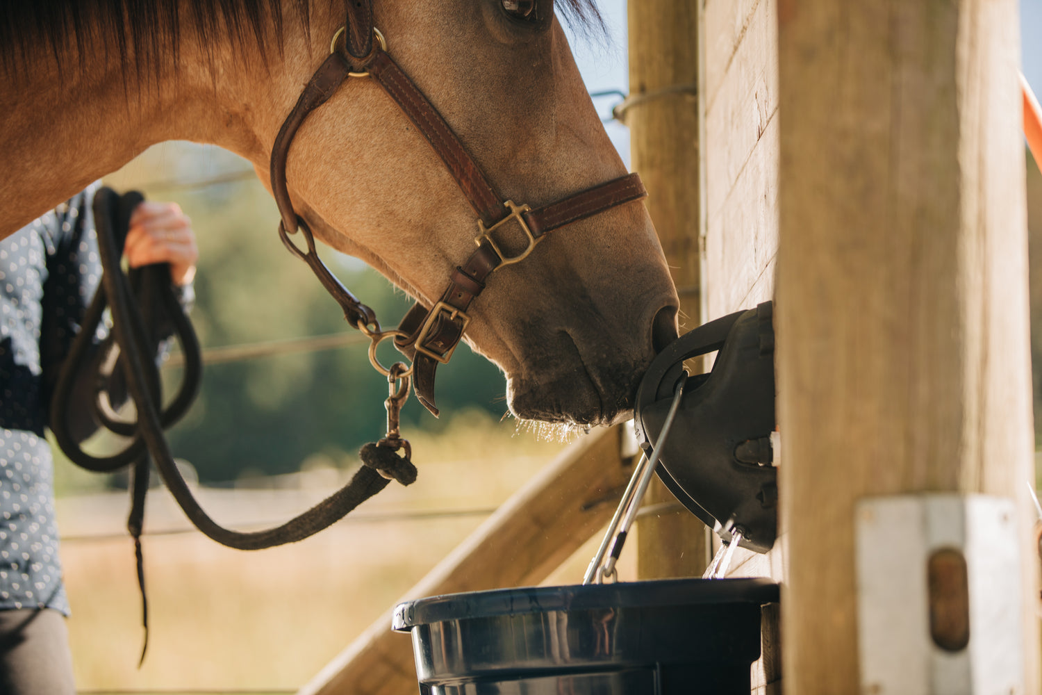 The Major Health Benefits of an Automatic Horse Waterer in Your Barn