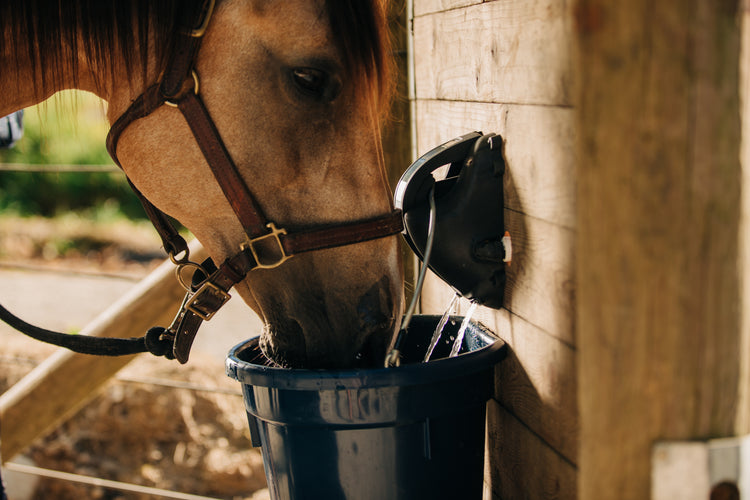 Mastering the Installation of Automatic Horse Waterers: Insights, Stra ...