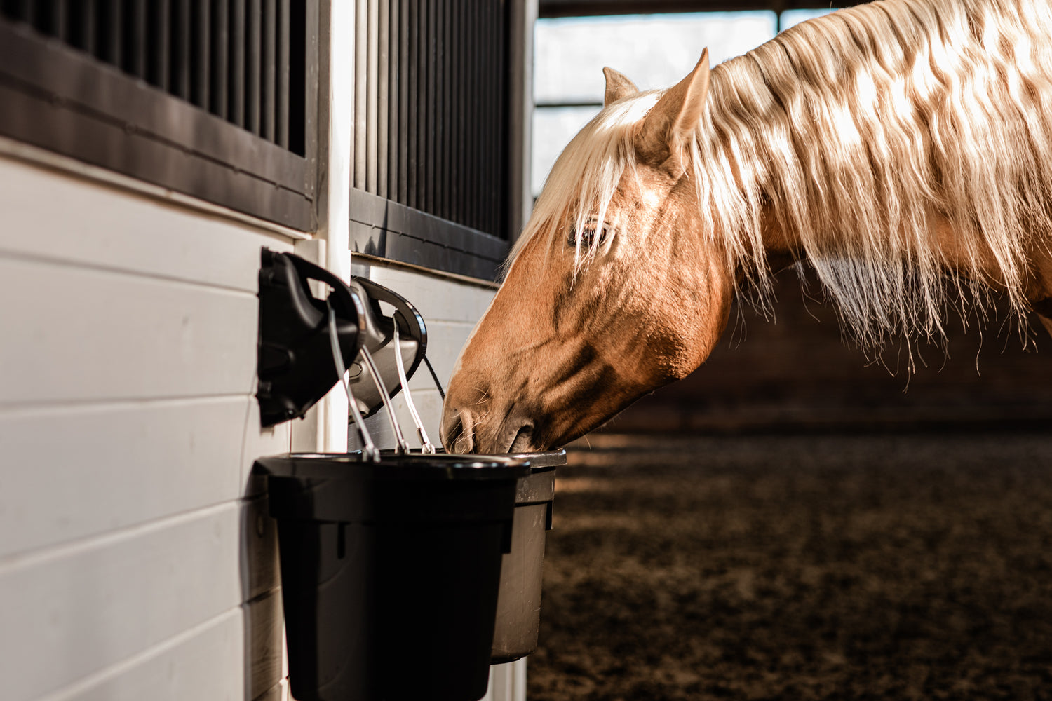 A Hydrated Gut is A Healthy Gut, The Science of Horse Hydration