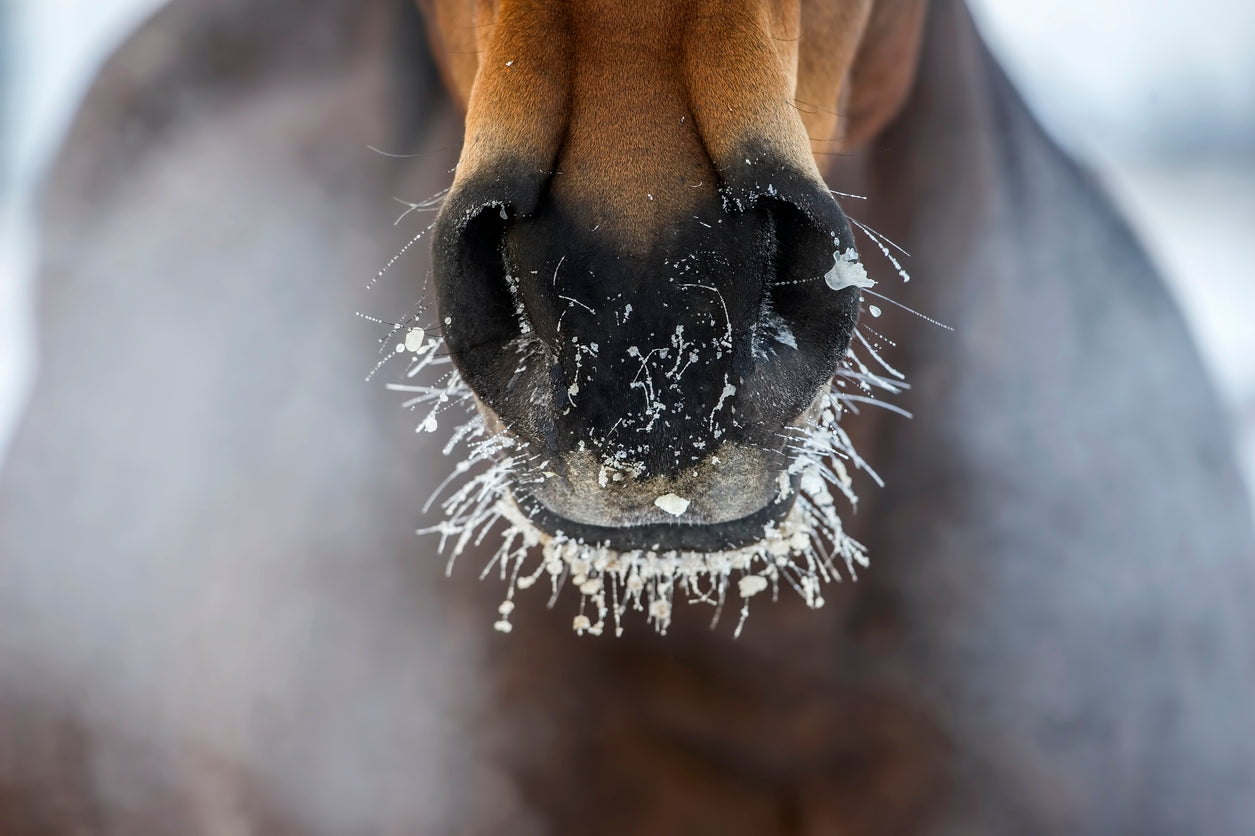 Optimizing Winter Water Intake: Strategies for Your Horse’s Year-Round Health